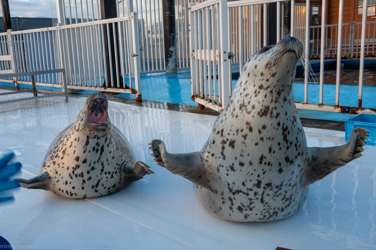 2025/11 撮影

飛行機～

#あざらし #アザラシ #アザラシシーパラダイス