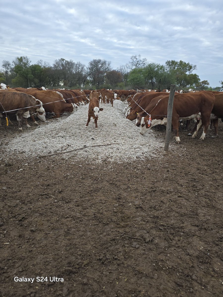 Vacas madres finalizando la partición, con buena CC gracias a la suplementación estratégica con semilla de algodón sobre diferido, tras el largo invierno. Y los terneros colaborando con los que horquillan bajando la pila