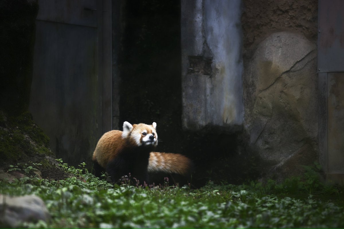 雪豹と小熊猫

#animal