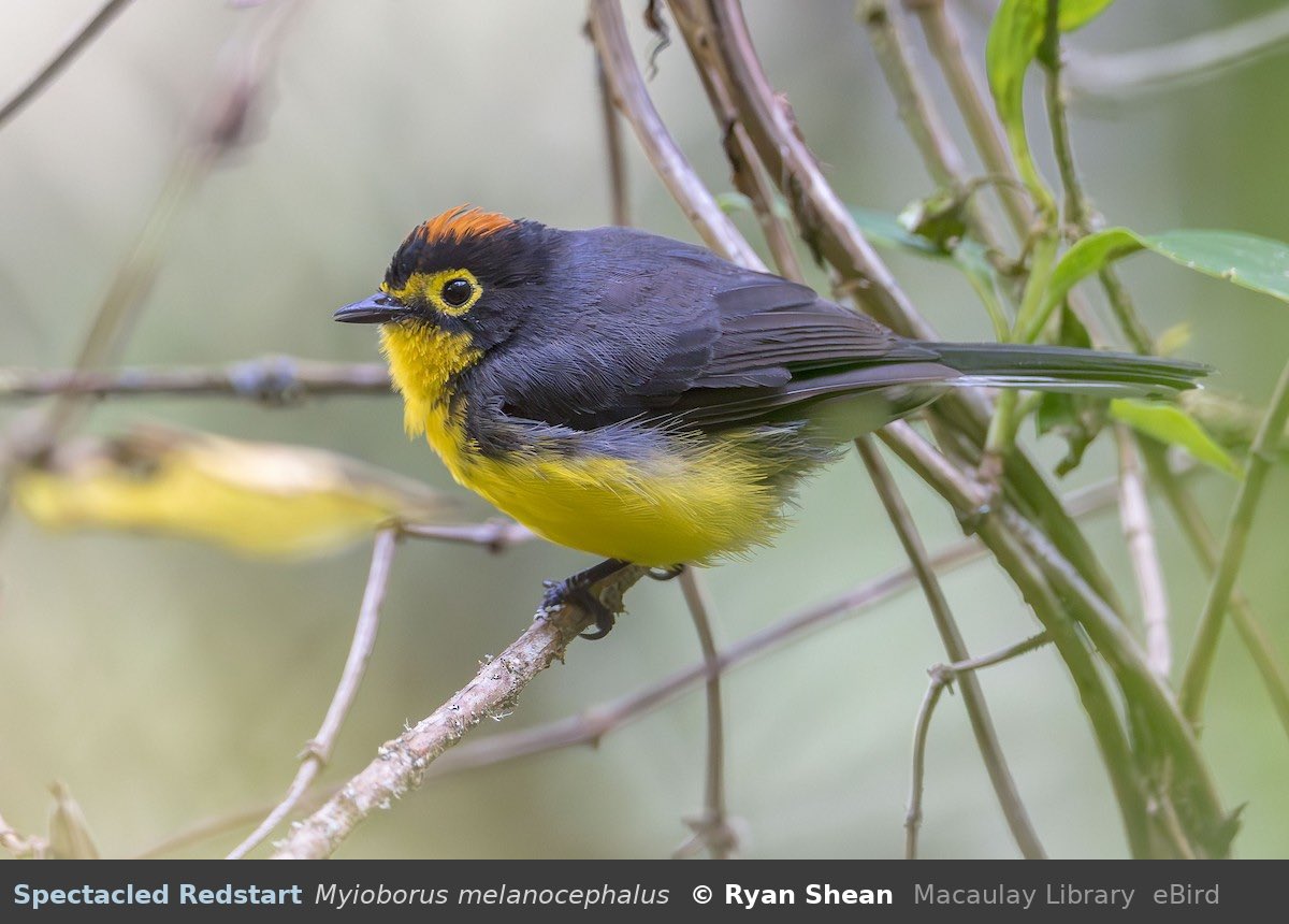 bird 46: spectacled redstart

> found in: northwest South America 
> habitat: forests along the Andes
> eats: insects, small arthropods, fruits
> status: least concern

photo by Ryan Shean