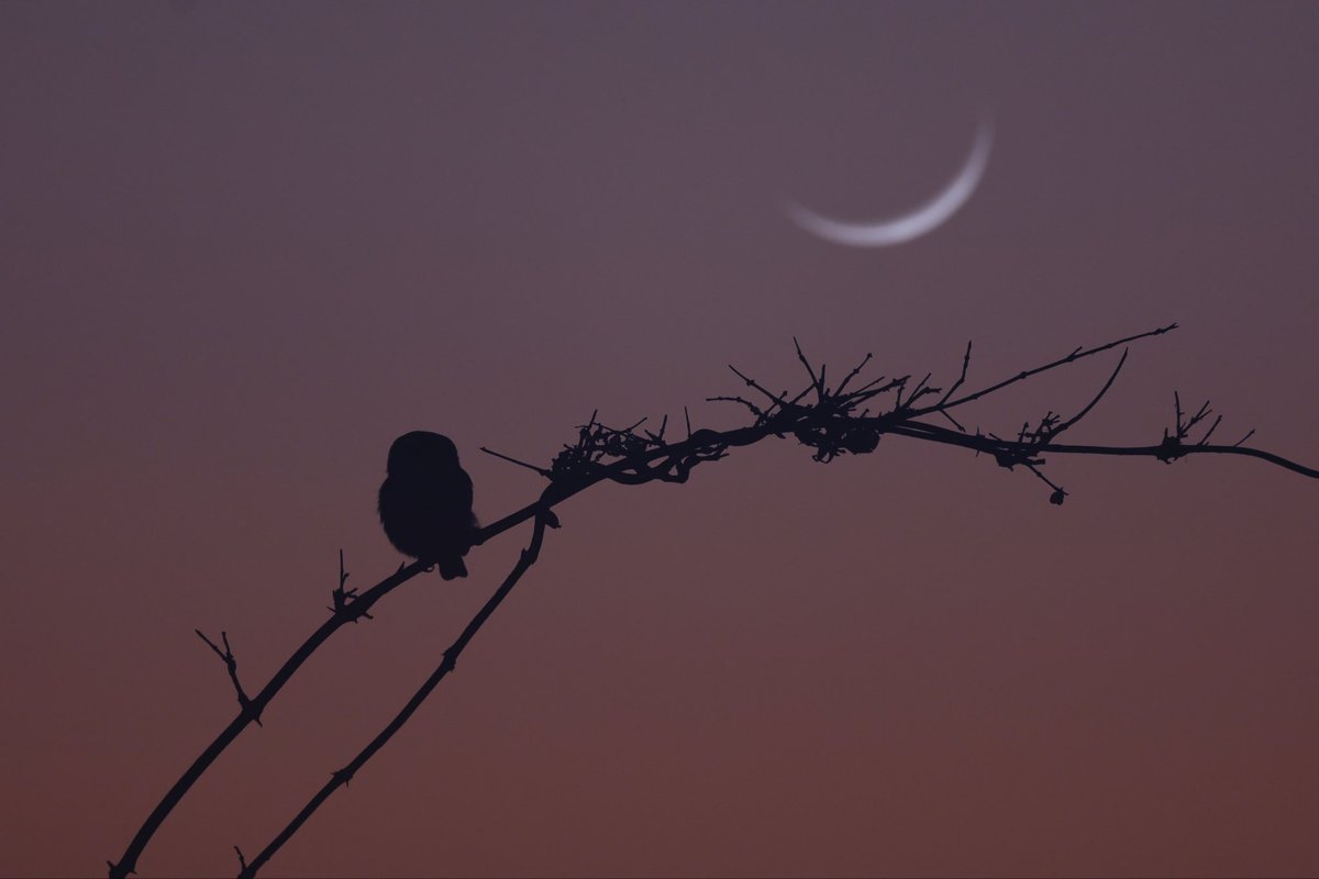 Had we been driving to fast, we would have missed it. A Pearl-spotted Owlet in silhouette, perched on a thorny branch beneath a crescent moon in the Kalahari desert. One of Africa’s smallest raptors, these little owls are prodigious hunters.
