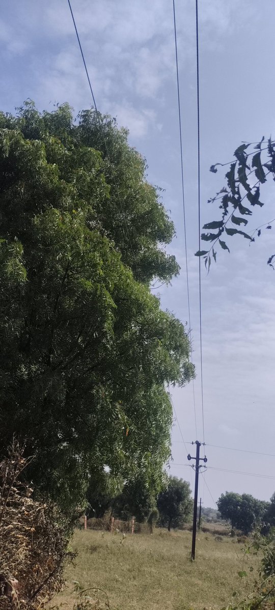 ये बिजली के तार बहुत सारे पेड़ों को टच कर रहे हैं इन सबकी कटाई कौन करेगा, क्या कोई हादसा होने के बाद कटाई होगी, या पहले ❓❓
<a href="/JVVNLCCare/">Jaipur Vidyut Vitran Nigam</a> <a href="/ccc_jdvvnl/">Jodhpur Vidyut Vitran Nigam Limited</a>  <a href="/BhajanlalBjp/">Bhajanlal Sharma</a>