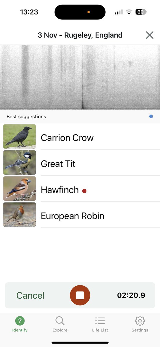 Tried to get my phone pick up two whooper swans flying over but misses that &amp; reckons it got a hawfinch instead