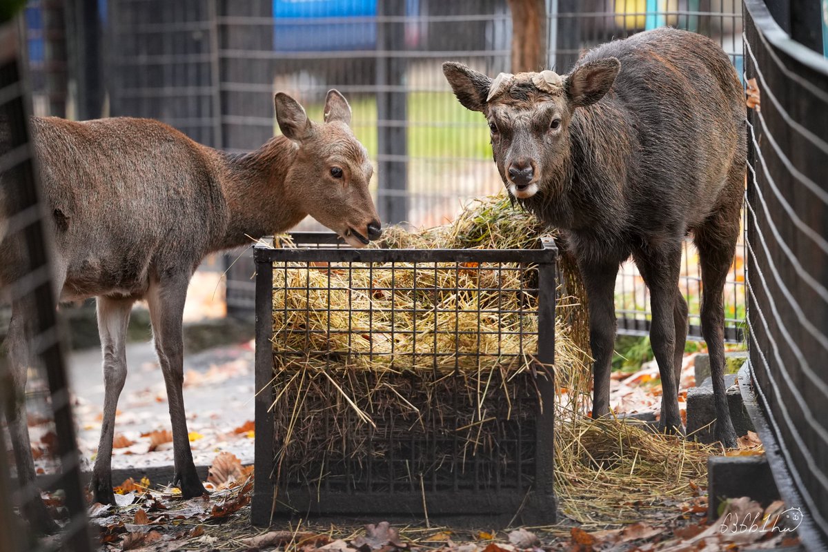 A deer / 鹿 6S - 🇯🇵 Trophy Japanese Sika Deer Hunts at 6S River Ranch