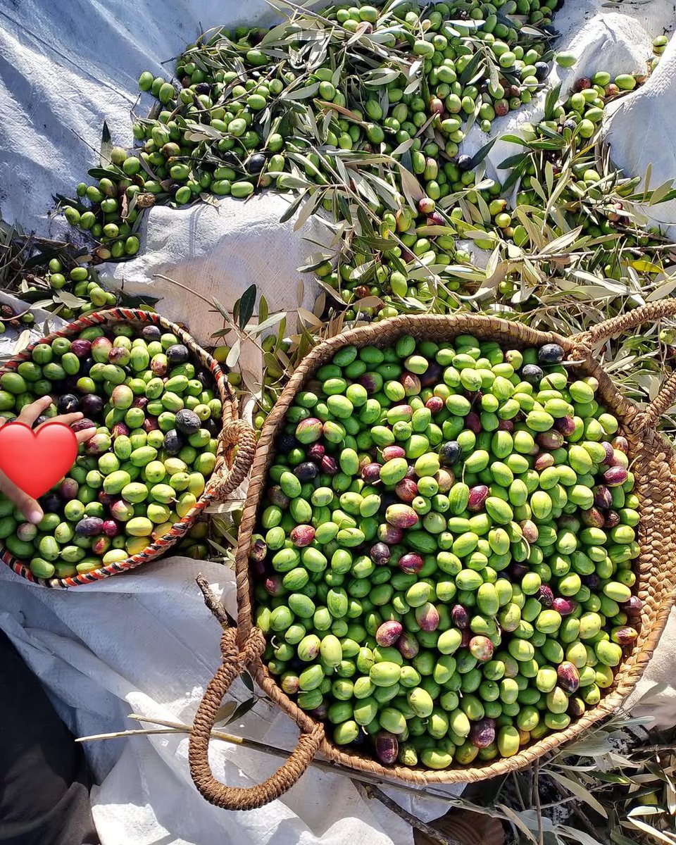 CarthageMagTN's tweet photo. The olive harvest season has kicked off across all of Tunisia’s regions 🫒🇹🇳 https://t.co/T48N1HGjWq