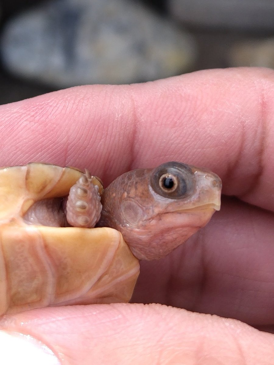 草冠 玉座 ×2 ソロモン Solomon 1/100 MG RX-78GP02A ガンダム試作2号機