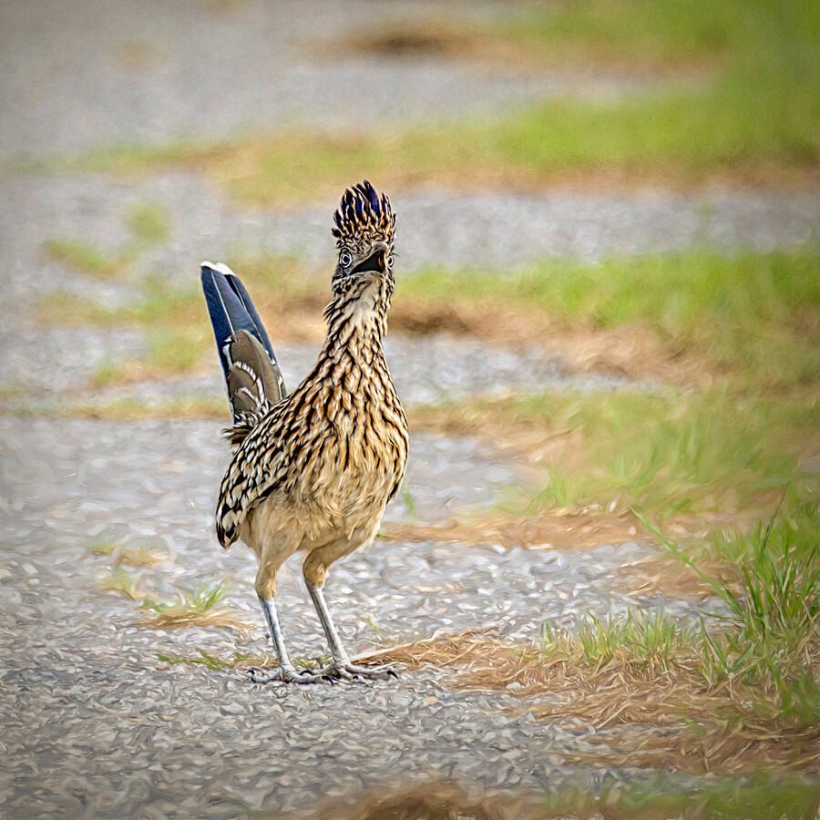 DebraMartz's tweet photo. "One Very Surprised Roadrunner" by Debra Martz
https://t.co/CSfyVCBS7m
#Roadrunner #Astonished #amazed #startled #stunned #flabbergasted #shocked #bird #Birds #Aves #Avian #BirdLovers #FeatheredFriends #ornithology #BuyIntoArt @DebraMartz https://t.co/i7kapksHzO