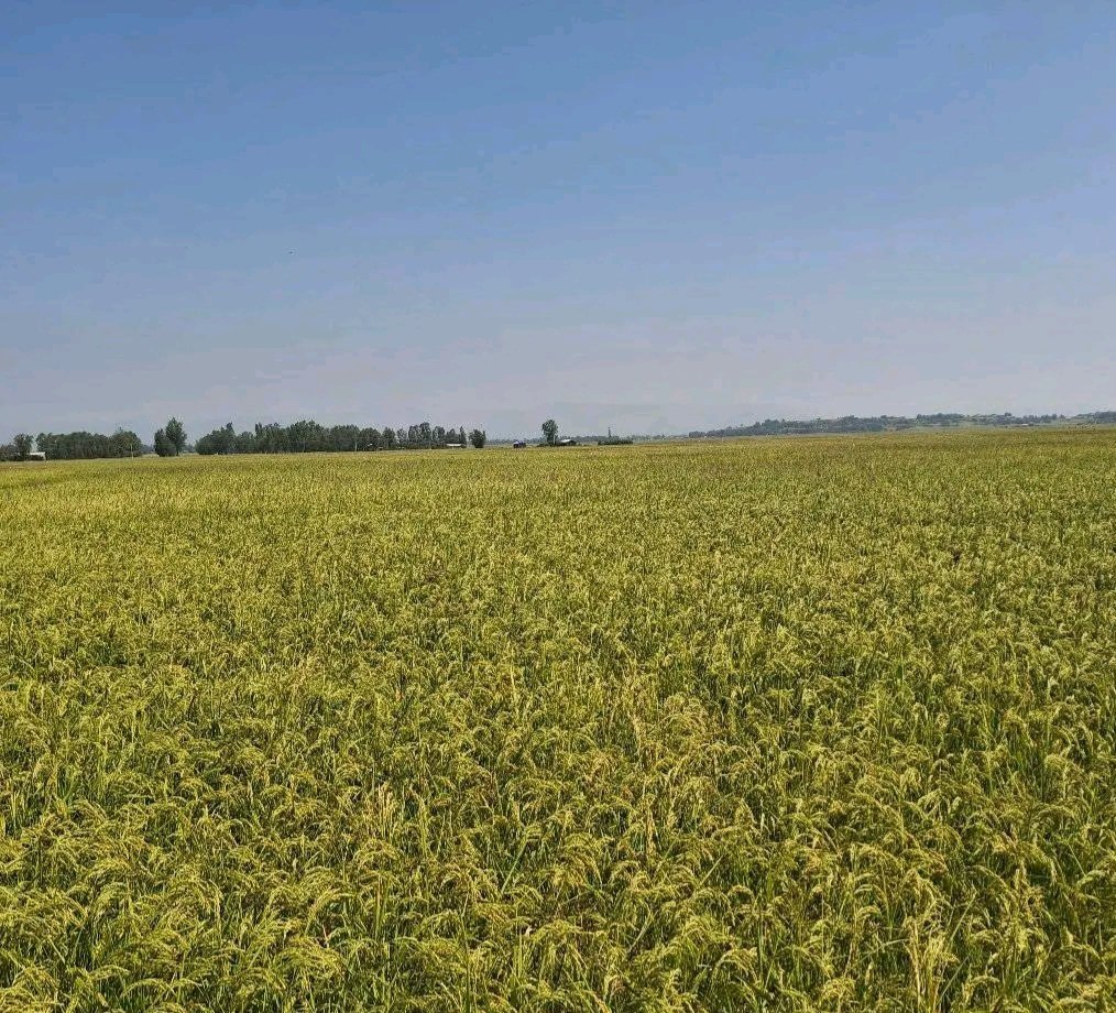 GwtachewD's tweet photo. Current status of rice crop!

Woreta, Gondar, Amhara, Ethiopia https://t.co/iKGmGoHcOA
