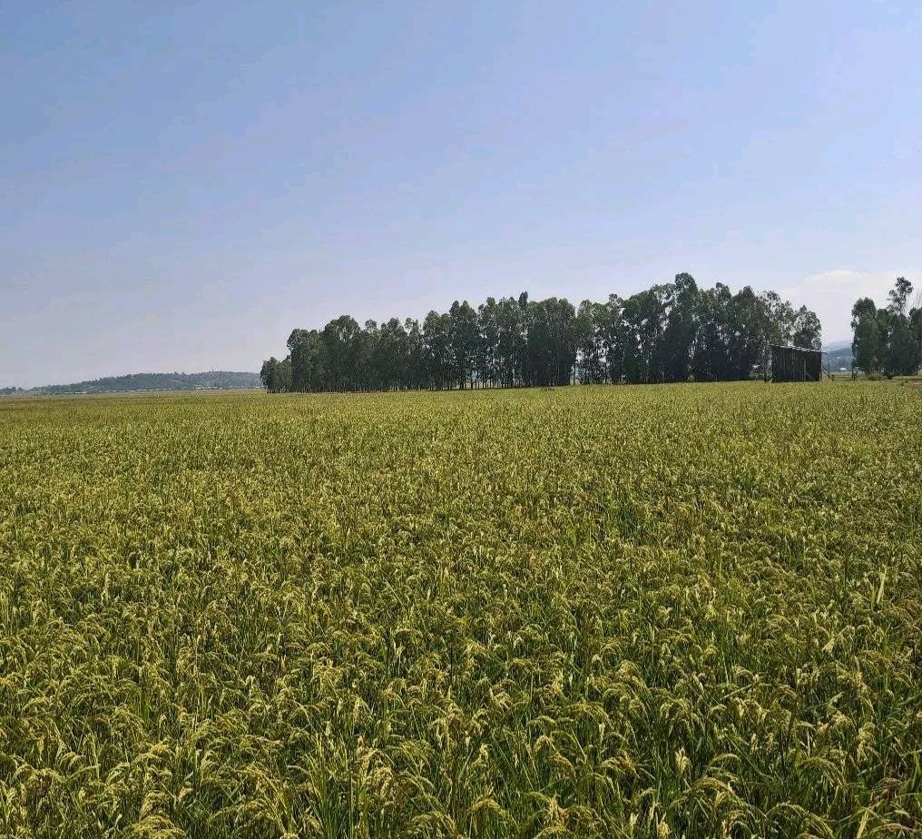 GwtachewD's tweet photo. Current status of rice crop!

Woreta, Gondar, Amhara, Ethiopia https://t.co/iKGmGoHcOA