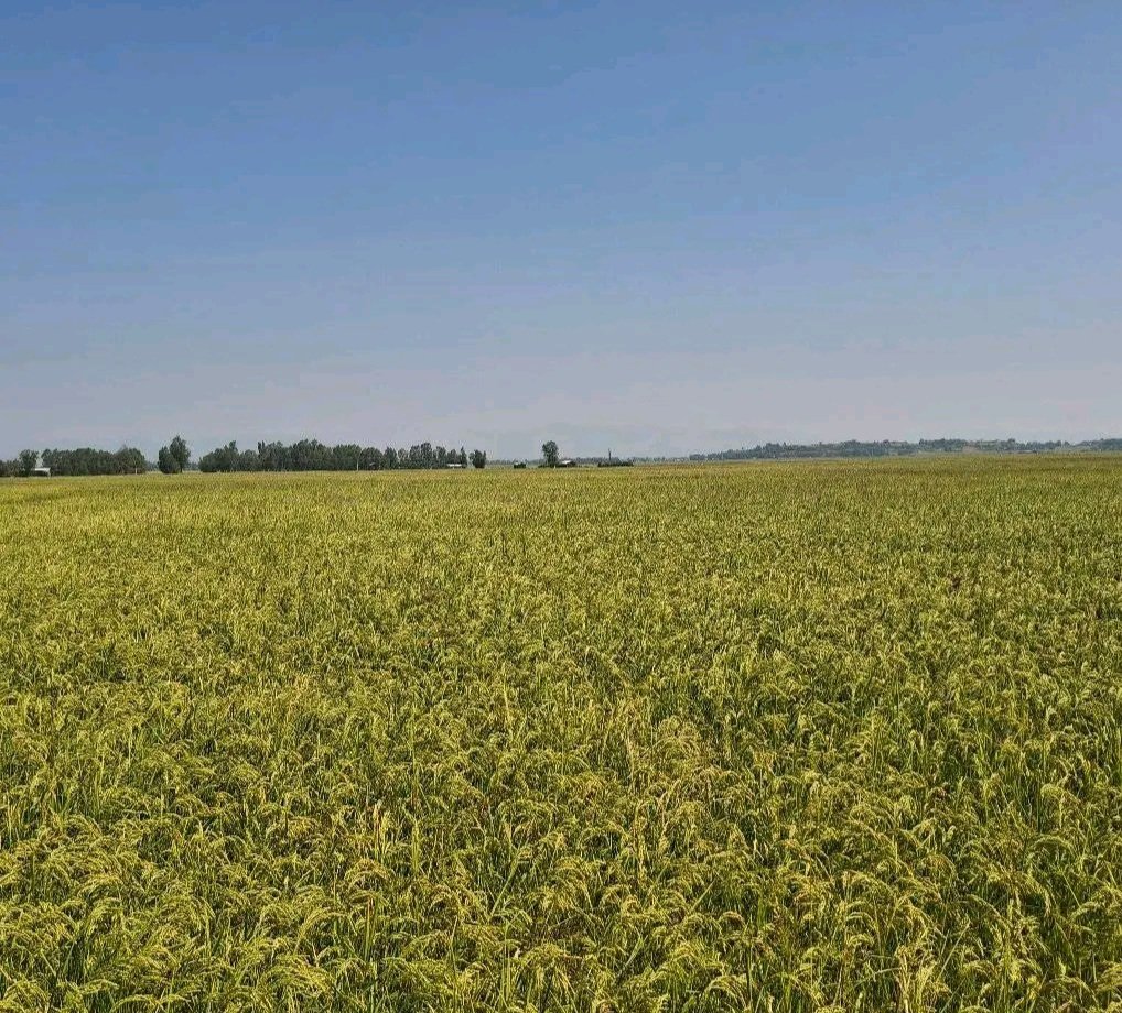 GwtachewD's tweet photo. Current status of rice crop!

Woreta, Gondar, Amhara, Ethiopia https://t.co/iKGmGoHcOA