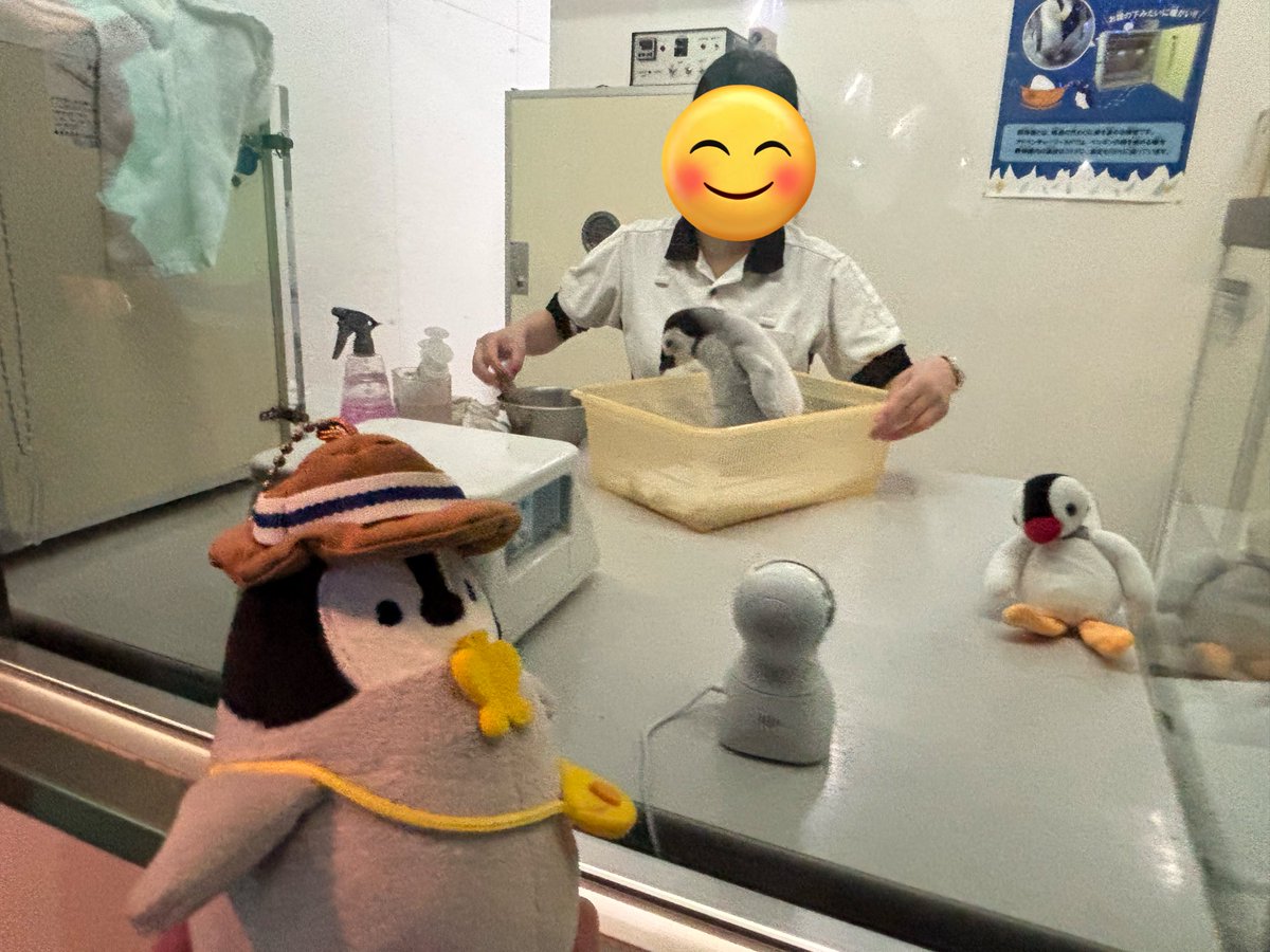 ペンギンちゃん ペンギンアイランドJB ひなちゃん / Penguin Island JB Hina-chan
