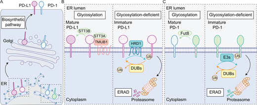 PPPublishing's tweet photo. #Immunotherapy relies on the targeting of immune checkpoint receptors and their respective ligands. Immunotherapy advancement however has outstripped our understanding of these receptors. Tey et al showcase the proteostasis of immune checkpoint receptors.https://t.co/hiZnVTC9z0 https://t.co/gjht4syZFW