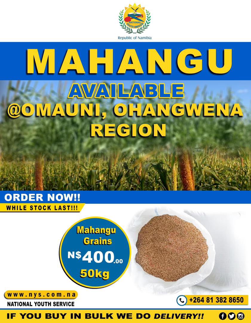 NYSNamibia's tweet photo. Freshly harvested and ready for you! Get your high-quality mahangu from the National Youth Service (NYS) β proudly grown by our youth.
#NYSNamibia #MahanguForSale #YouthInAgriculture #BuyLocal #NamibiaAgriculture #MadeInNamibia #FoodSecurity #ProudlyNamibian https://t.co/cv6BKQebi9