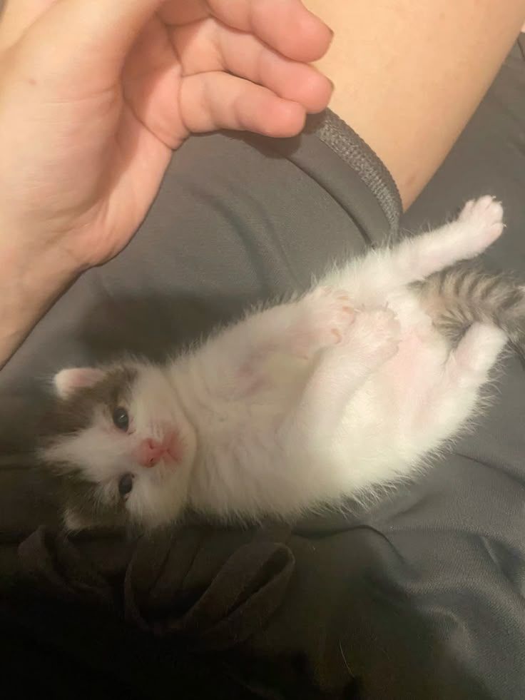 😻😻 (@kittenhideout) on Twitter photo 