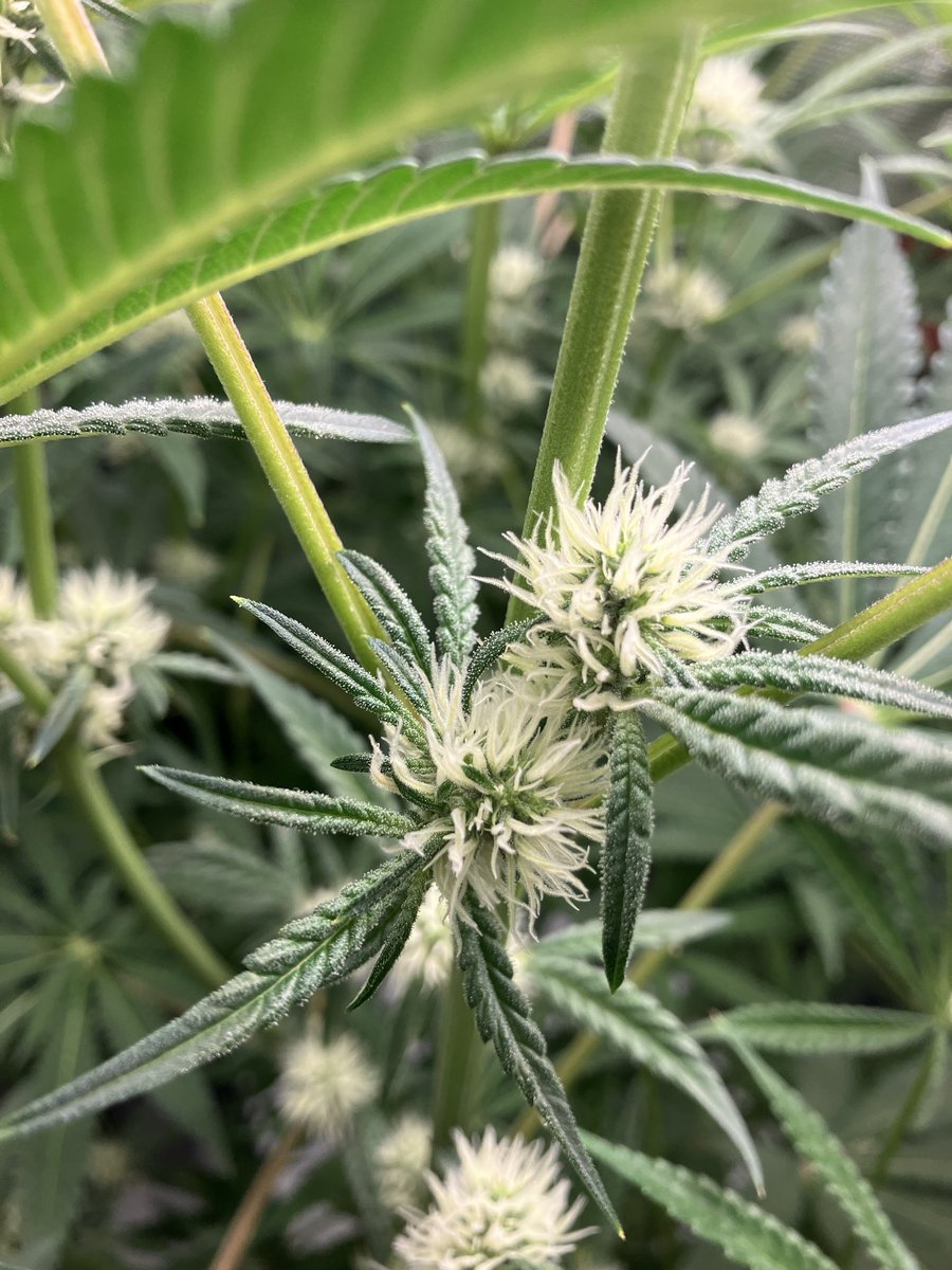 Day 26 flower
Orange Daydream

She 4x stretched on me, filled the tent. Smelling delicious