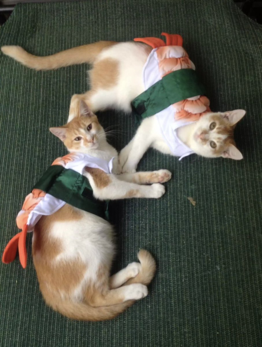 It’s MARM’S 11th birthday today! He could use some happy wishes and purrs. (He lost his bonded brother Mo 10/20.)

⭐️⭐️⭐️⭐️⭐️⭐️⭐️⭐️⭐️⭐️