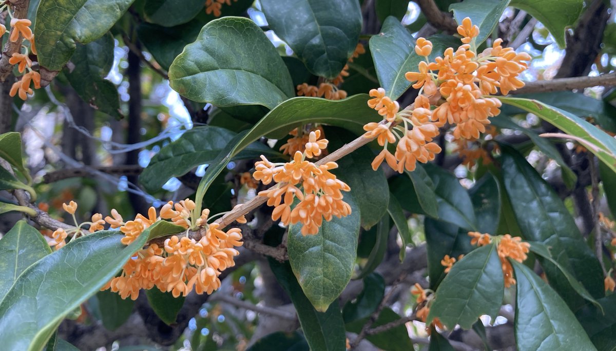 画像参照 風がいい感じ✌️ #スーパー耐久 #super耐久 #s耐 #apr