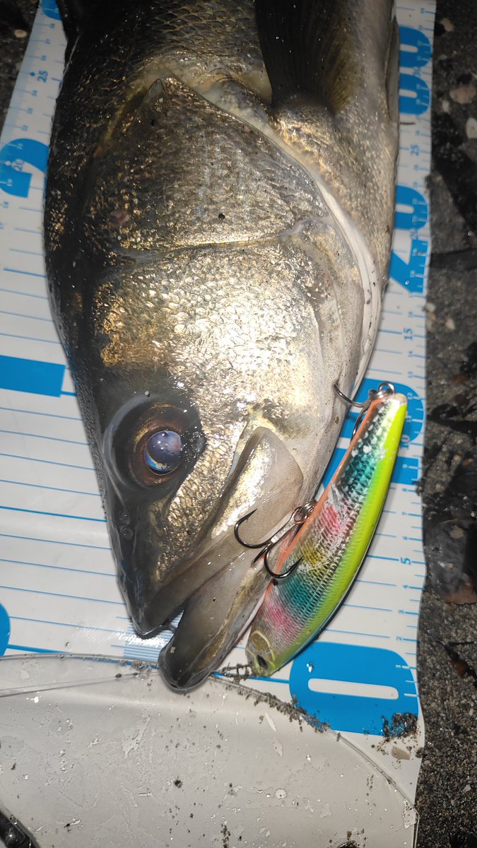 橘井茜@釣りする人 on X