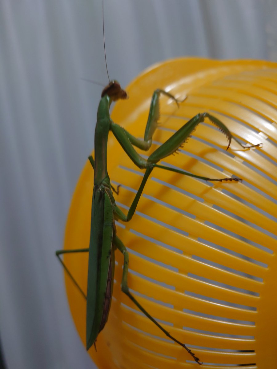 ベランダにいたカマキリ
もう11月なのに