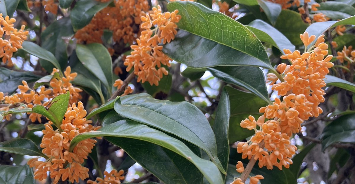 ryu ryu 3❌No DMs please🐯🍥🍚😋🎹🎸 fx