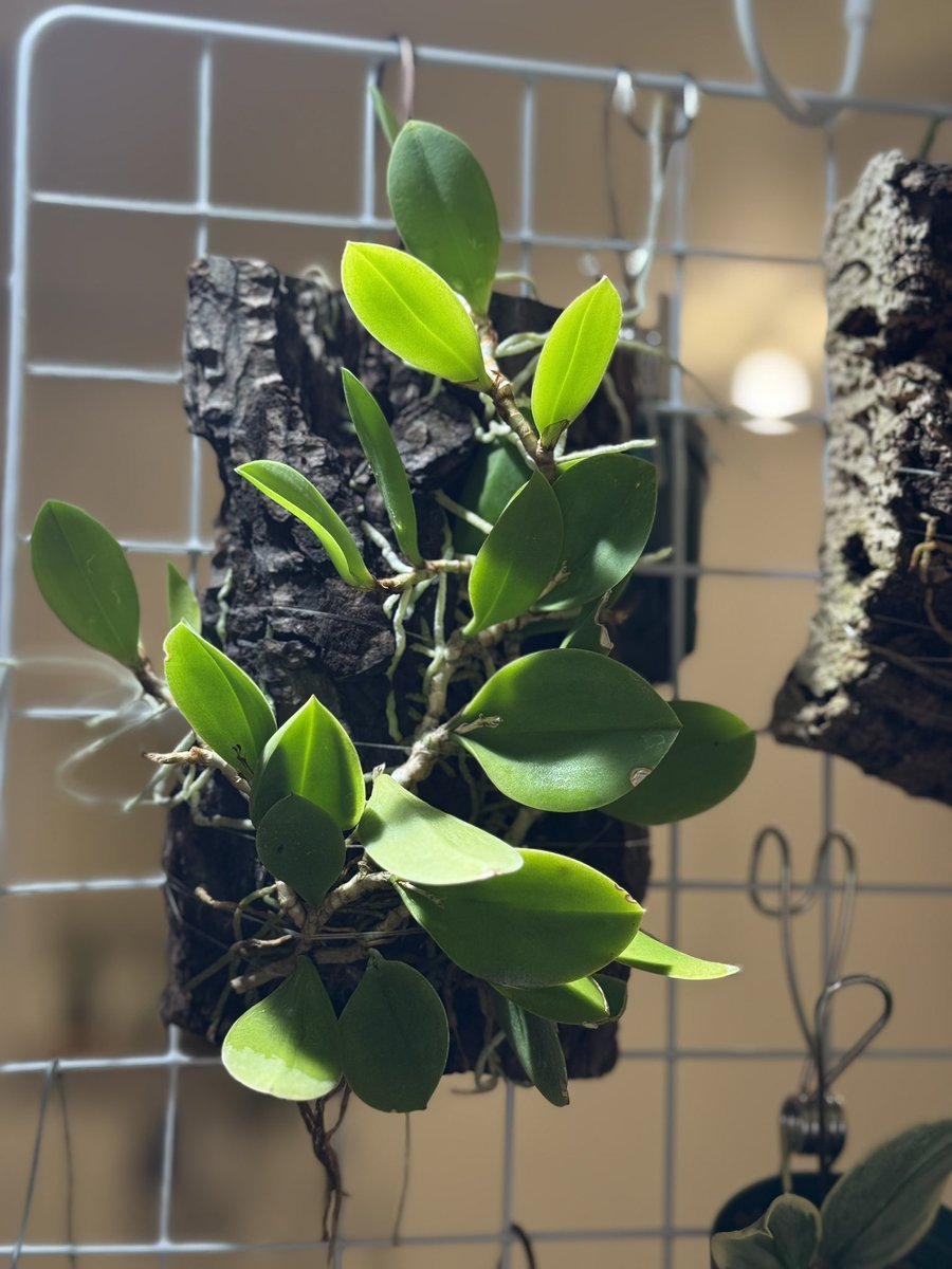 リオページ NIKE Pre-School Kobe VIII Protro HF7320 001 - Shiekh