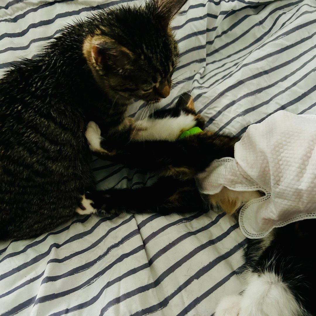 MelanieLampro's tweet image. Misses Mackerel and Growly have just had a #SpaDay! 😺💆‍♀️ A gentle glove bath and mini massage that both kittens handled like all good divas-in-training do! 🐾💚 I was even allowed to touch the tummies!*😲

#CatsOfX #FeralKittens 
*Still have all my fingers 😹