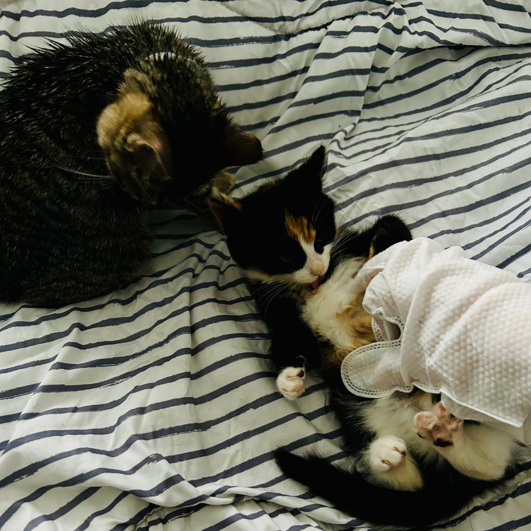 MelanieLampro's tweet image. Misses Mackerel and Growly have just had a #SpaDay! 😺💆‍♀️ A gentle glove bath and mini massage that both kittens handled like all good divas-in-training do! 🐾💚 I was even allowed to touch the tummies!*😲

#CatsOfX #FeralKittens 
*Still have all my fingers 😹