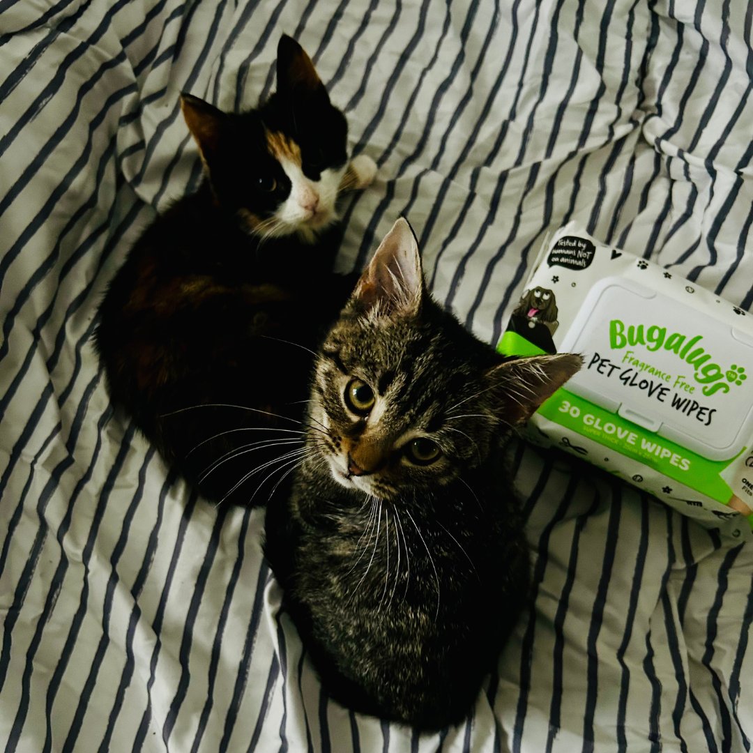 MelanieLampro's tweet image. Misses Mackerel and Growly have just had a #SpaDay! 😺💆‍♀️ A gentle glove bath and mini massage that both kittens handled like all good divas-in-training do! 🐾💚 I was even allowed to touch the tummies!*😲

#CatsOfX #FeralKittens 
*Still have all my fingers 😹