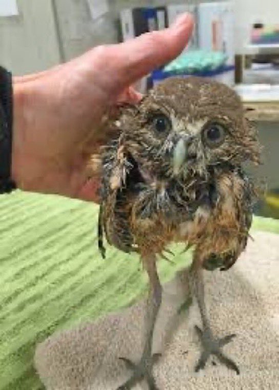 Owlettes are very emotional &amp; looking for scapegoats to take their anger out on. No one forced you to stan a fraud. I understand it’s been hard &amp; won’t even dignify y’all with a reply *Blocked* Save your energy… going to need all that keyboard banging later. Take Care like Drake