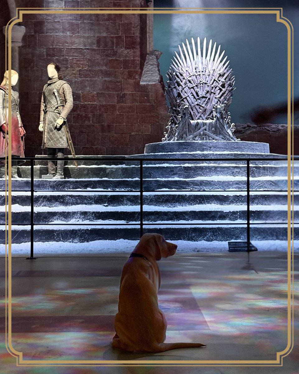 gotstudiotour's tweet image. Tiny paws, big adventures! 🐾
These guide dog puppies explored every corner of our sets, learning focus, confidence and how to rule the halls. 💖
A huge thank you to Guide Dogs NI for bringing these future heroes along! 🙌
#GuideDogs #WesterosAdventures #PuppyPower