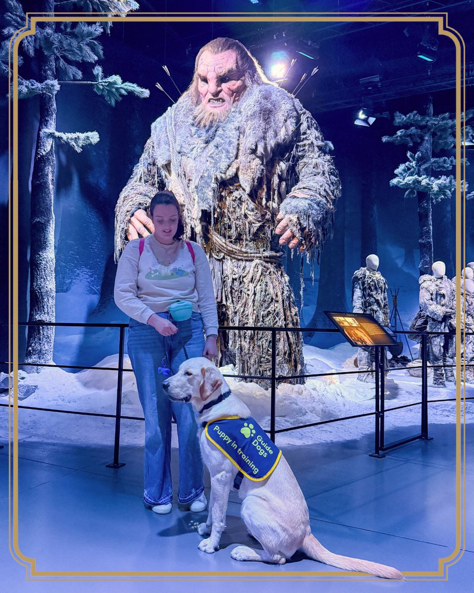 gotstudiotour's tweet image. Tiny paws, big adventures! 🐾
These guide dog puppies explored every corner of our sets, learning focus, confidence and how to rule the halls. 💖
A huge thank you to Guide Dogs NI for bringing these future heroes along! 🙌
#GuideDogs #WesterosAdventures #PuppyPower