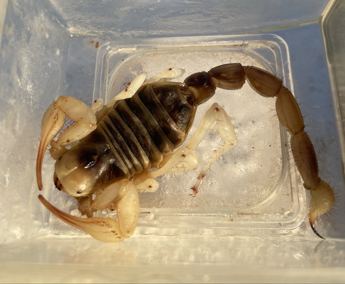 flores y desierto tweet media