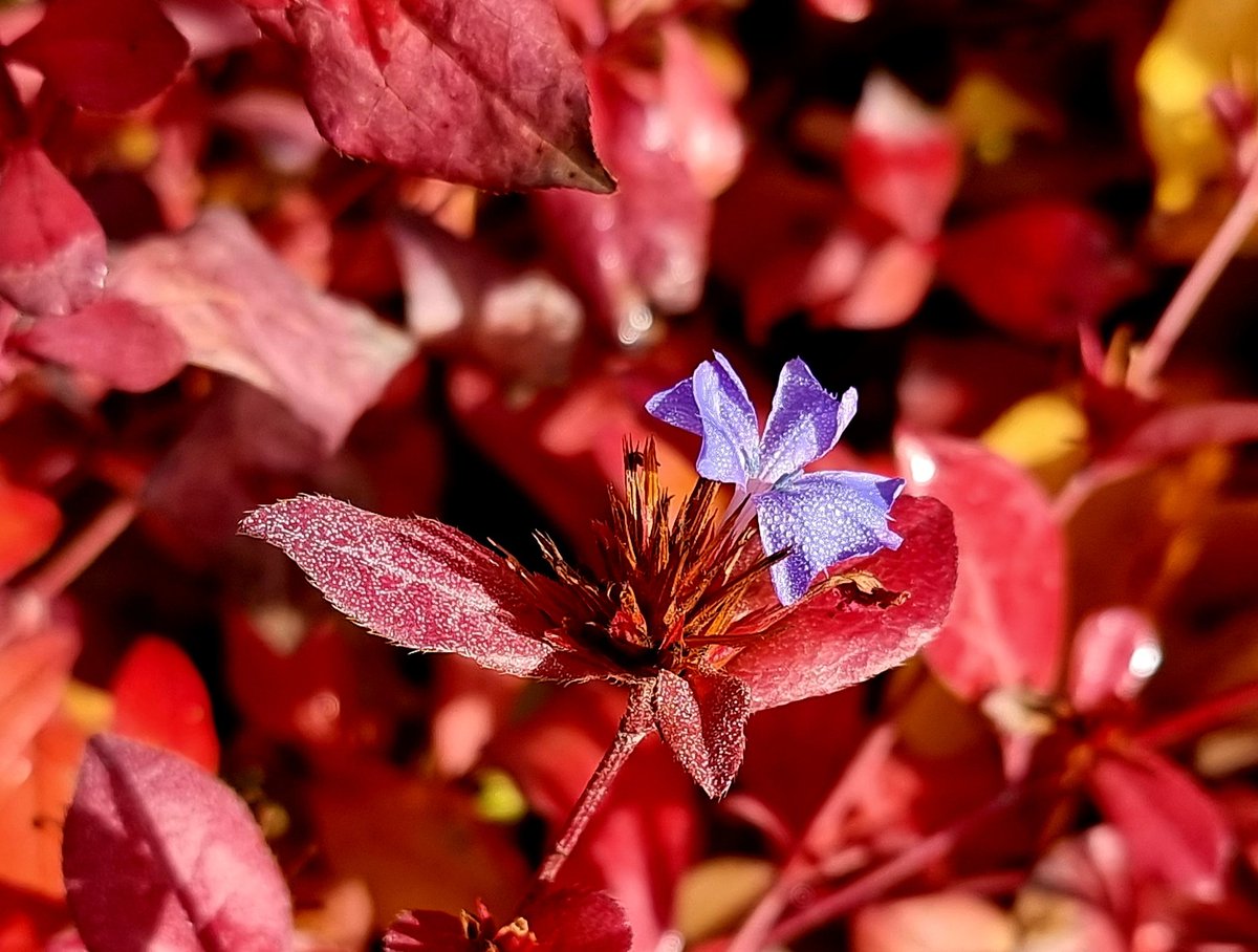 Die herbstliche Blattfärbung  des 'Chinesischen Bleiwurz'