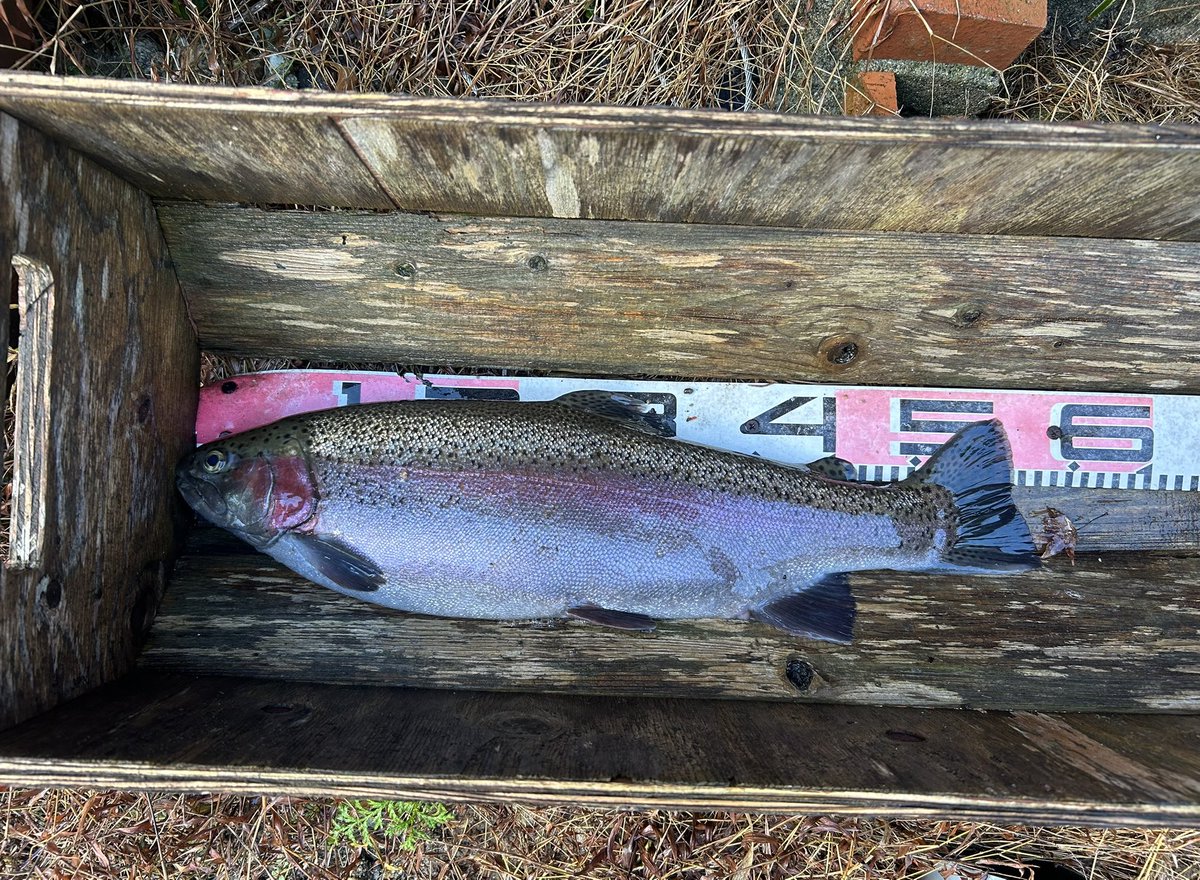 celsuper2's tweet image. 福島遠征DAY3
最終日に相応しい1本が釣れてくれました！