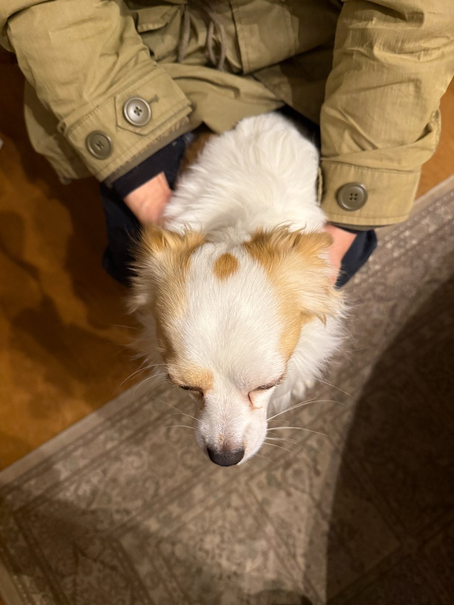 VIt25Rcqtn97098's tweet photo. 迷子犬のお知らせ 11月3日 19時頃
 札幌市白石区南郷通18丁目駅付近のKFCにて
 迷子犬を保護しました。
 特徴 
 犬種：チワワ（オス）
 毛色：白に茶色
 年齢：推定1~2歳 
 備考：赤色の首輪に緑の唐草模様のリード着用
 　　　人懐っこい性格 
　　　 去勢済み
#札幌　＃迷子犬　#白石区　＃清田区 https://t.co/R5vc3gIHyF