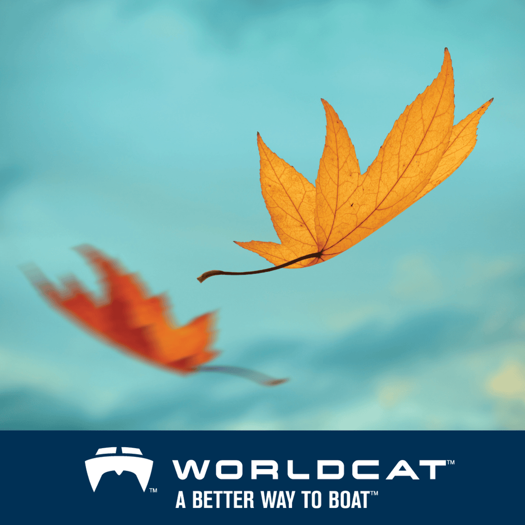 World Cat Boats tweet media