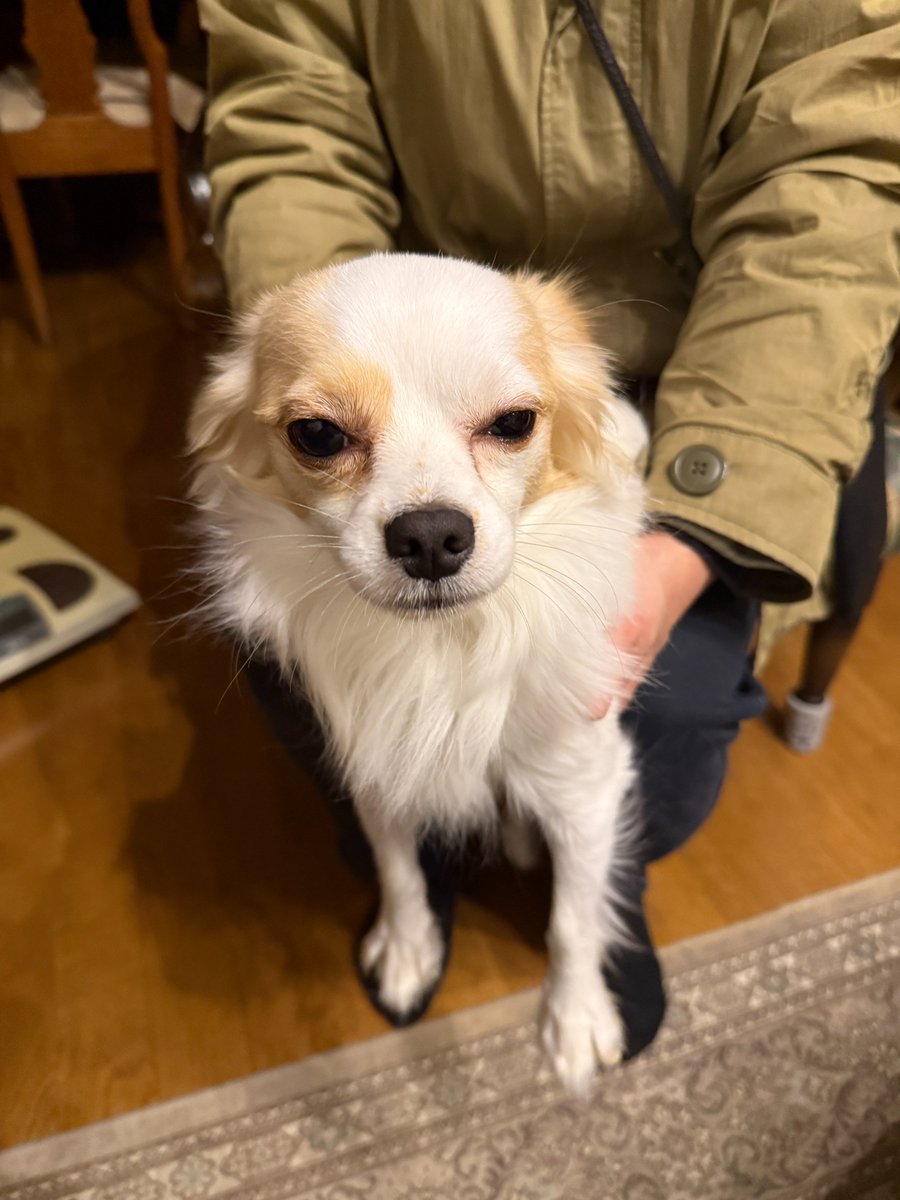 VIt25Rcqtn97098's tweet photo. 迷子犬のお知らせ 11月3日 19時頃
 札幌市白石区南郷通18丁目駅付近のKFCにて
 迷子犬を保護しました。
 特徴 
 犬種：チワワ（オス）
 毛色：白に茶色
 年齢：推定1~2歳 
 備考：赤色の首輪に緑の唐草模様のリード着用
 　　　人懐っこい性格 
　　　 去勢済み
#札幌　＃迷子犬　#白石区　＃清田区 https://t.co/R5vc3gIHyF