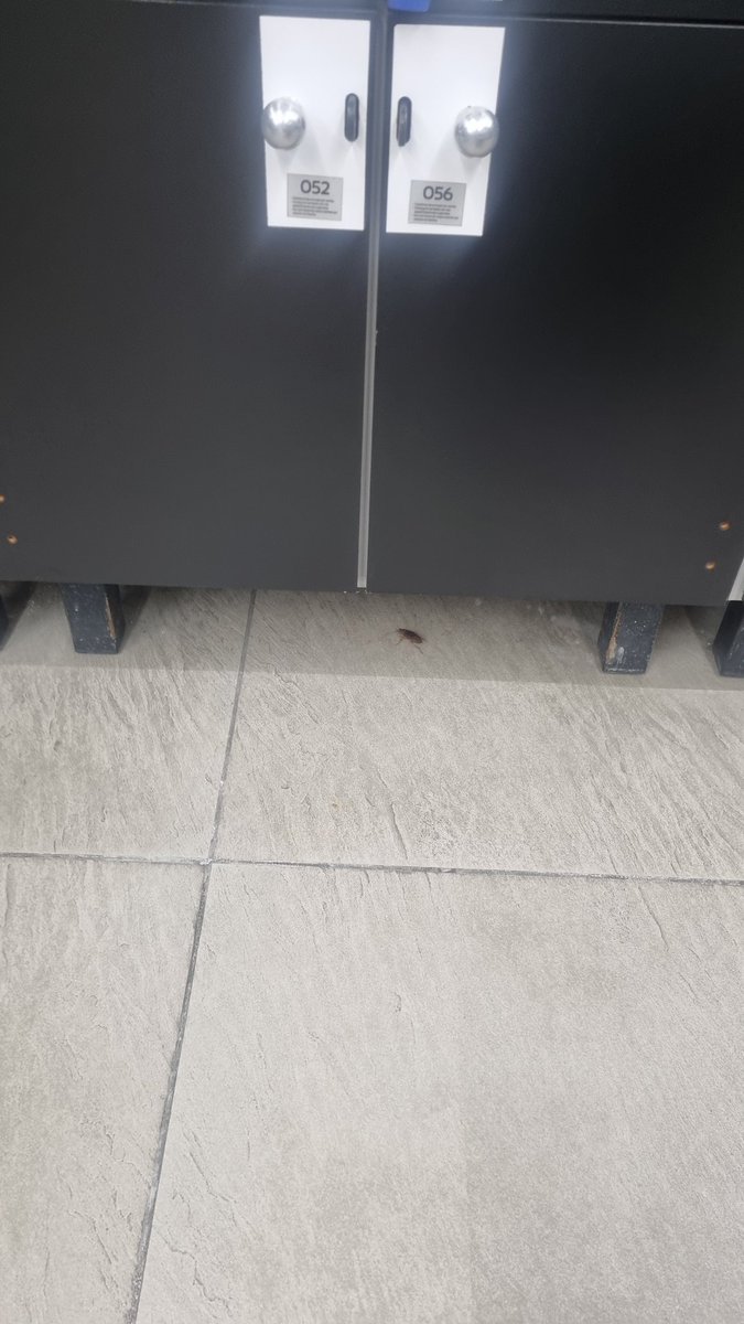 chiomonay's tweet photo. @SmartFitMx #anfora Pésimo servicio.  Niegan regaderas, por que solo pudieron 1 pipa, sucia con cucarachas en baños y aparatos, sin música; sin pantallas; sin actitud de servicio #pesimo https://t.co/6FGfIzFvtE