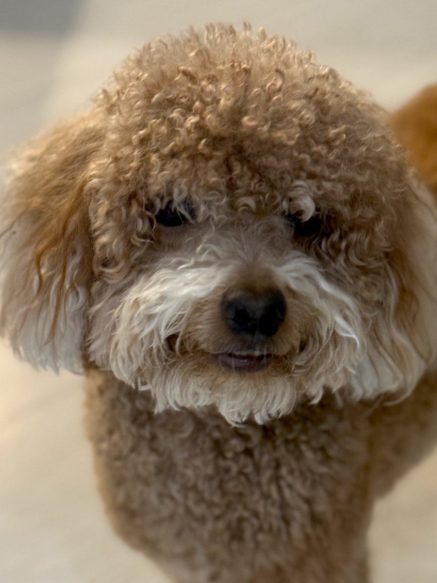 Ураааа скоро к грумеру стричь шевелюру 🥳