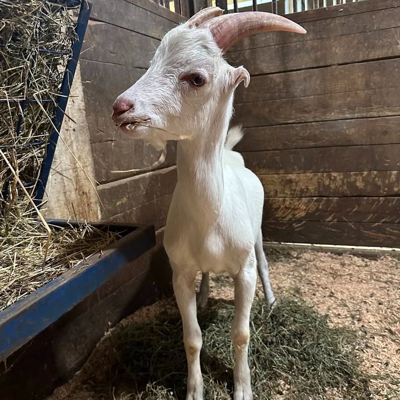 📅 3rd November 2025 
🏷️ Instagram/tiny_hooves_sanctuary
💕 #animaloftheday