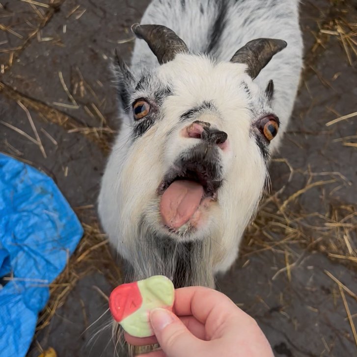📅 4th November 2025
🏷️ Instagram/the_goats_that_cud
💕 #animaloftheday