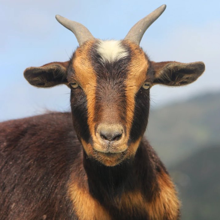 📅 5th November 2025
🏷️ Instagram/blacksheepanimalsanctuary
💕 #animaloftheday