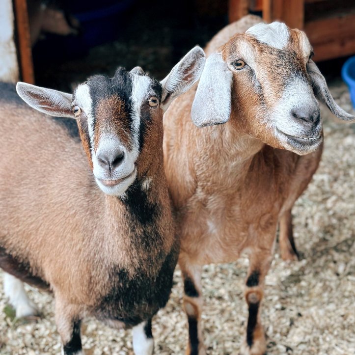 📅 6th November 2025
🏷️ Instagram/goatsofanarchy
💕 #animaloftheday