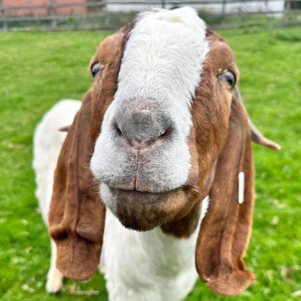 📅 7th November 2025
🏷️ Instagram/thesurgesanctuary
💕 #animaloftheday