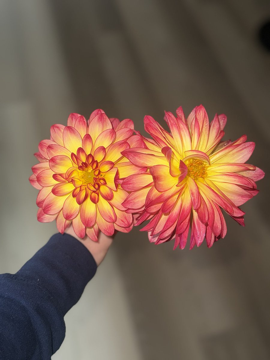 my dahlias just bloomed alert