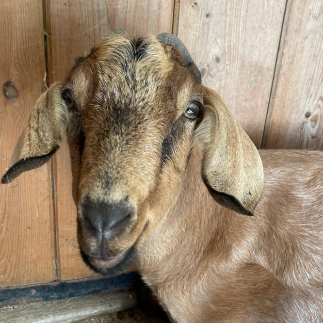 📅 8th November 2025
🏷️ Instagram/happilyeveresther
💕 #animaloftheday