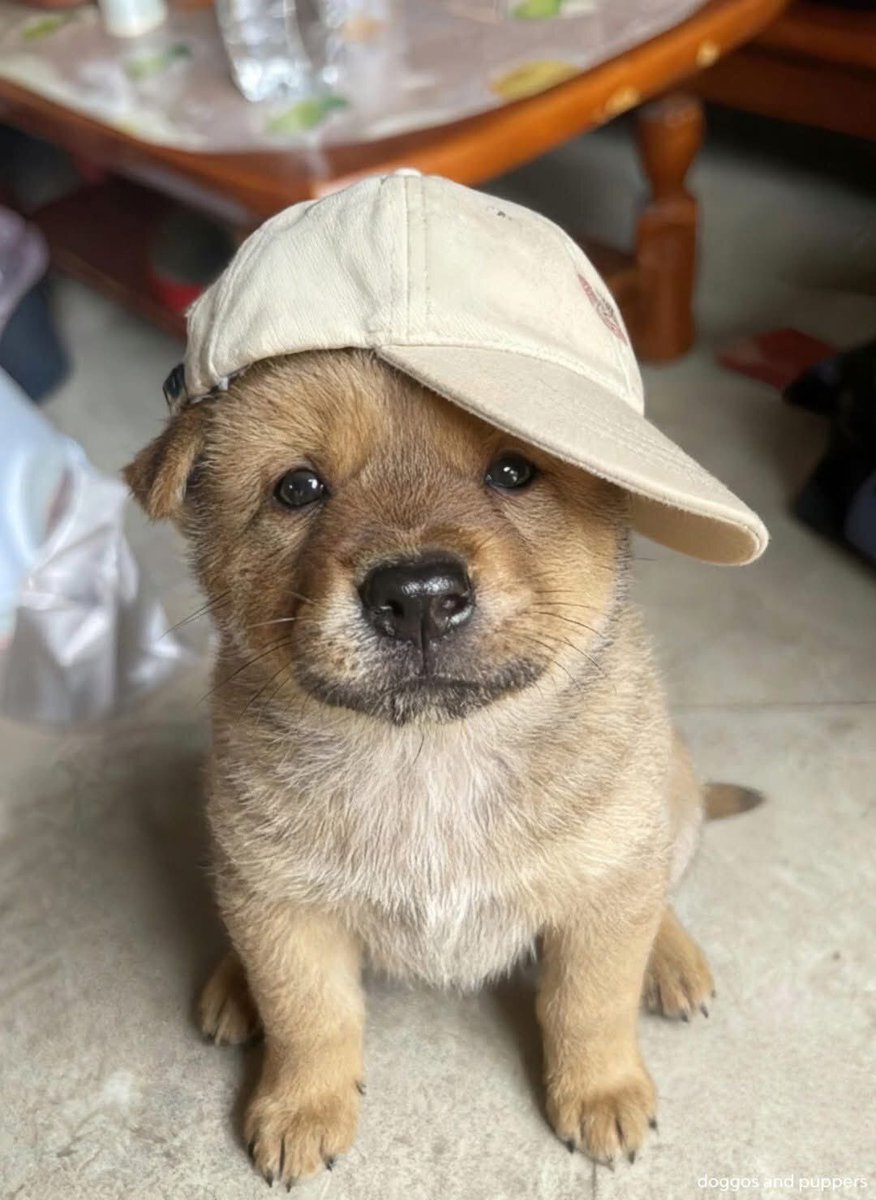 everything dogs 🐶 (@everythingdogss) on Twitter photo 