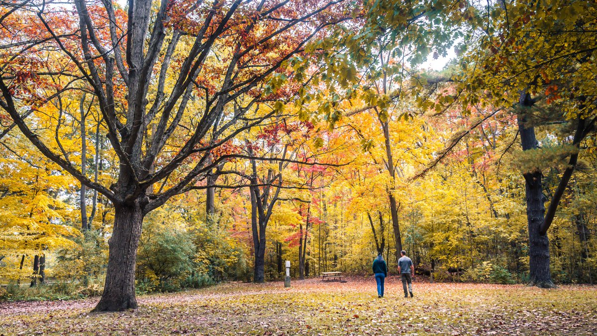 grandriverparks's tweet photo. Overindulged in Halloween candy? A hike in the Grand River Conservation Areas could be the perfect remedy! Plus, enjoy the breathtaking fall colors! Don't forget to share your favorite fall photos with us using #GrandFallColours.

Pictured here: Pinehurst Conservation Area https://t.co/wg6HZoE2KK