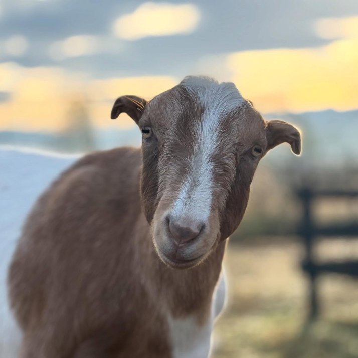 📅 9th November 2025
🏷️ Instagram/rescuegoats
💕 #animaloftheday