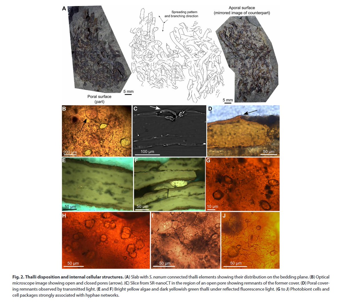 If you need a professional terrestrial phototroph you need a symbiont of plant+fungi. Lichen (Spongiophyton sp) colonized the land already at least in the Early Devonian:
science.org/doi/10.1126/sc…